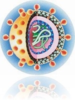 hcv-hepatitis-c