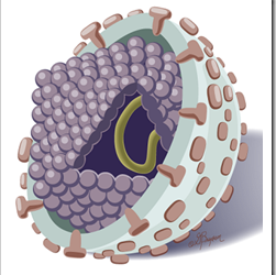 hepatitis-c-virus
