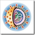 hcv-hepatitis-c