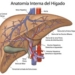 higado_anatomia