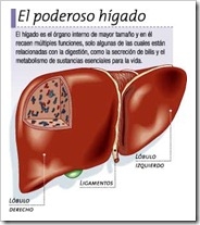 higado-detalles