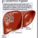higado-detalles