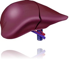 hepatitis-liver