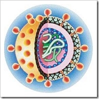 hcv-hepatitis-c