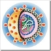 hcv-hepatitis-c