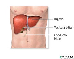 higado0