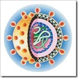 hcv-hepatitis-c