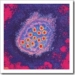 hepatitis-a