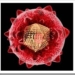 virus-hepatitis-c