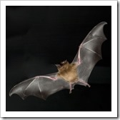 murcielagos-hepatitis-c