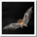 murcielagos-hepatitis-c