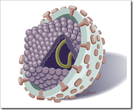 Hep_C_virus