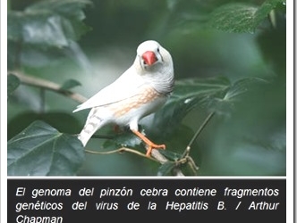pajaros-hepatitis-b