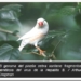 pajaros-hepatitis-b