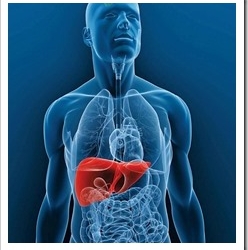 liver