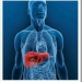 liver