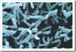 bifidobacterias-para-cancer-higado