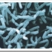 bifidobacterias-para-cancer-higado