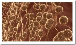 vhc-hcv