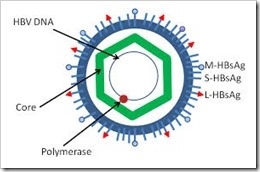 virus-hepatitis-b
