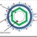virus-hepatitis-b