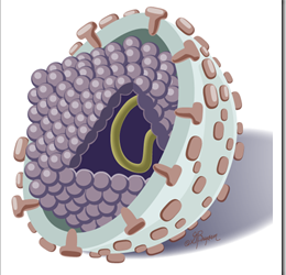 HepC-virus