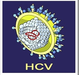 hcv_virus