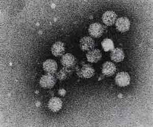 hepatitis-c