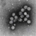 hepatitis-c