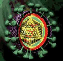 virus-hepatitis-c