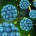 VHC-coinfeccion