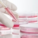 higado-celulas-investigacion