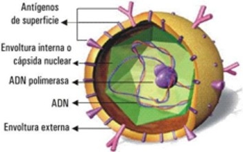 Hepatitis-C-virus