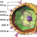 Hepatitis-C-virus