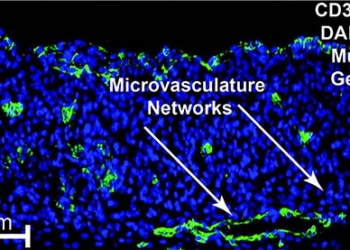 pic-liver_tissue_model_3a_higado