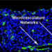 pic-liver_tissue_model_3a_higado