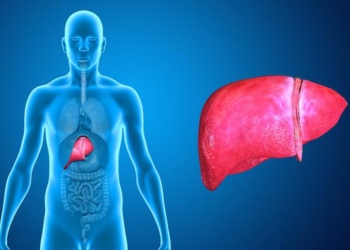 Liver