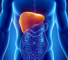 Male liver anatomy with digestive organs