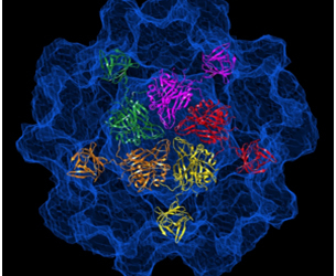 virus-hepatitis-e