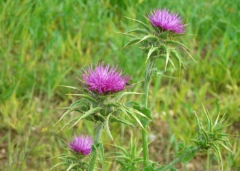 cardo-mariano-silli-marina
