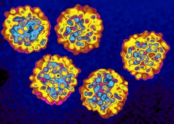 hepatitis-virus chico