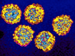 hepatitis-virus chico