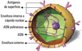 celula hepatitis C