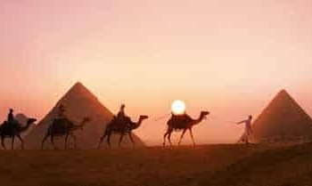original camellos