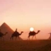 original camellos