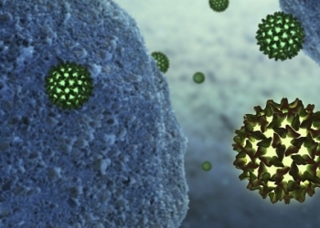 hepatitis B virus