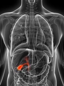 3d rendered illustration of the male gallbladder