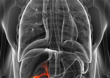 3d rendered illustration of the male gallbladder