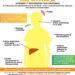 infografiahepatitisa