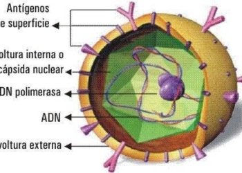 hepatitis-B.jpg
